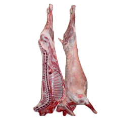 Wholesale Frozen Lamb Meat Supplier